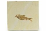 Detailed Fossil Fish (Knightia) - Wyoming #320371-1